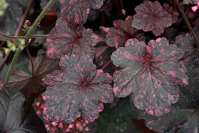 Heuchera 'Midnight Rose' Courtesy of Walters Gardens