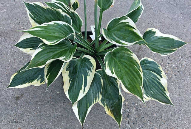 Hosta 'Hi-Class' Courtesy of Arie Blom and the Hosta Library