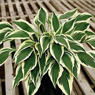 'Hidden Treasure' Hosta Courtesy of Q&Z Nursery