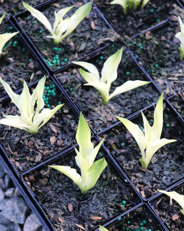 'Hide and Seek' Hosta Courtesy of Green Hill Farm