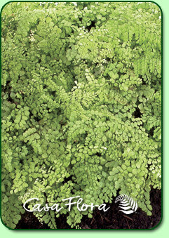 Himalayan Maidenhair Fern Courtesy of Casa Flora