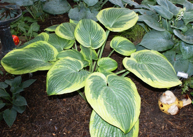 'His Honor' Hosta From NH Hostas