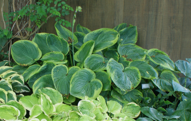'His Honor' Hosta From NH Hostas