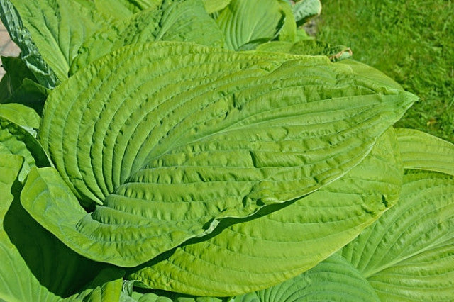Hosta 'Holar Arches Park' Courtesy of Ronny Van Keer and The Hosta Library