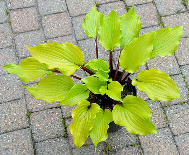 Hosta 'Holar Garnet Crow' Courtesy of Ronny Van Keer and the Hosta Library