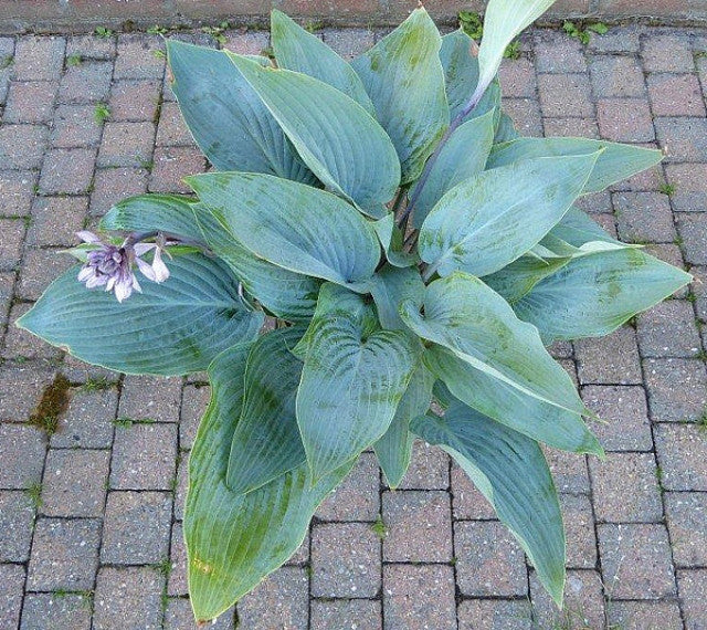 Hosta 'Holar Ice Empress' Courtesy of Ronny Van Keer and The Hosta Library