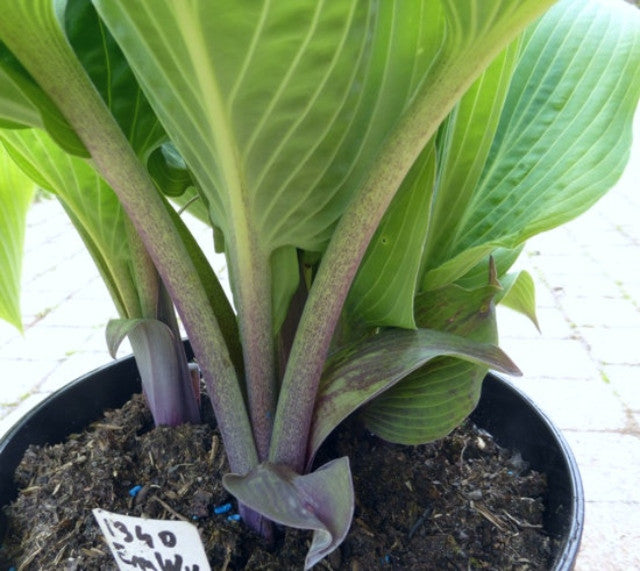 Hosta 'Holar Ice Empress' Courtesy of Ronny Van Keer and The Hosta Library