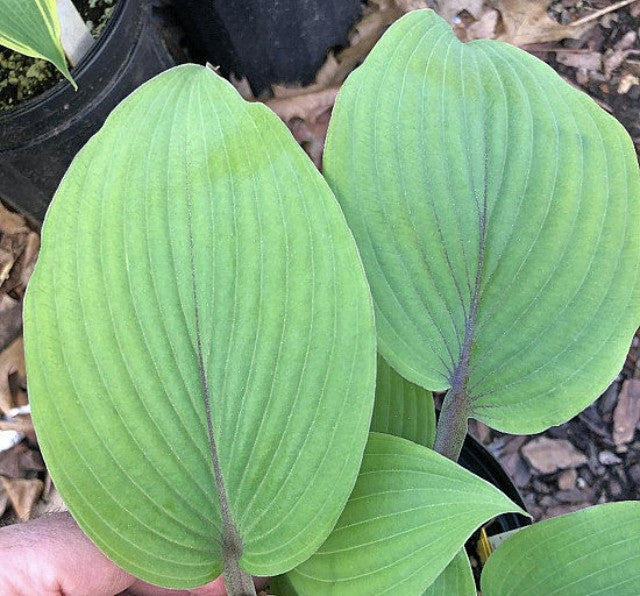 Hosta 'Holar Mystic Purple' Courtesy of the Hosta Library