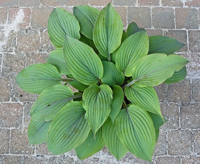 Hosta 'Holar Mystic Purple' Courtesy of the Hosta Library