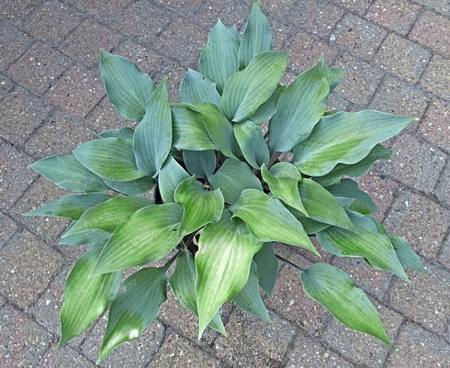 Hosta 'Holar Purple Glacier' Courtesy of Ronny Van Keer and the Hosta Library