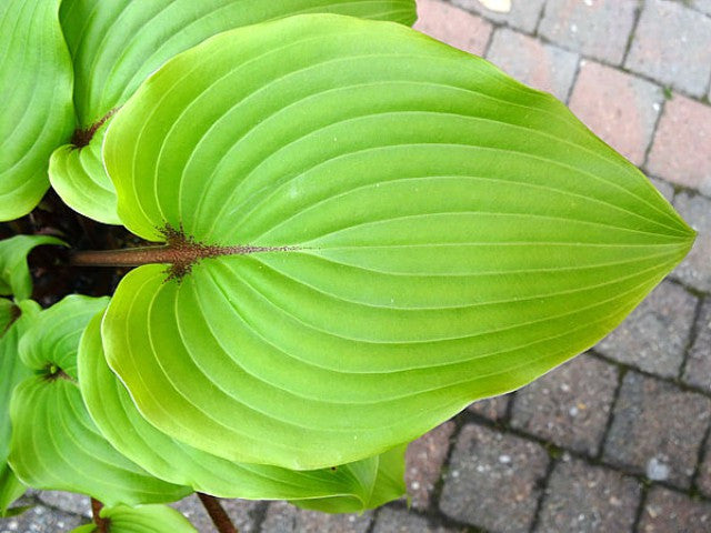'Holar Red Wine' Hosta Courtesy of Ronny Van Keer and the Hosta Library
