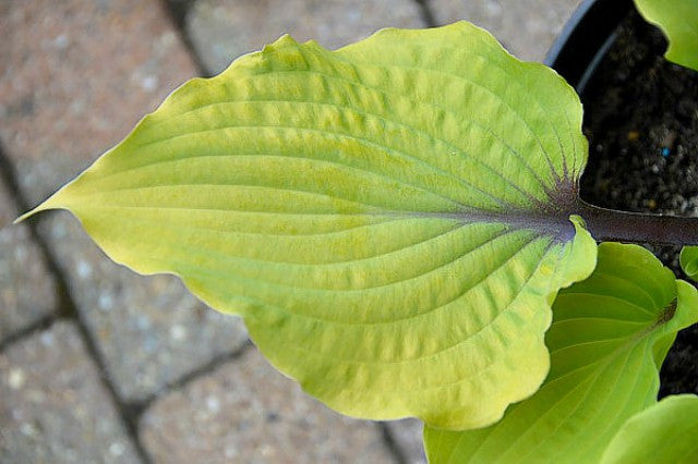 'Holar Rising Flame' Hosta Courtesy of Ronny Van Keer