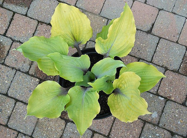'Holar Rising Flame' Hosta Courtesy of Ronny Van Keer
