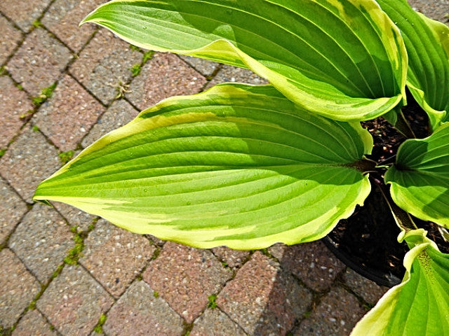 Hosta 'Holar Snake Valley' Courtesy of Ronny Van Keer and the Hosta Library