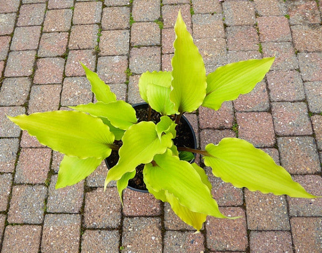 Hosta 'Holar Sunset Python' Courtesy of Ronny Van Keer and The Hosta Library
