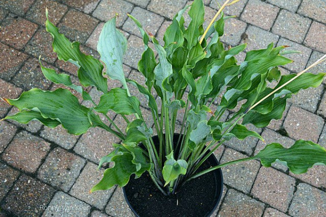 Hosta 'Holar Wild Side' Courtesy of Ronny Van Keer and the Hosta Library