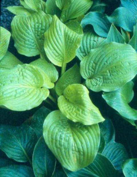 'Honey Pie' Hosta Courtesy of Green Hill Farm