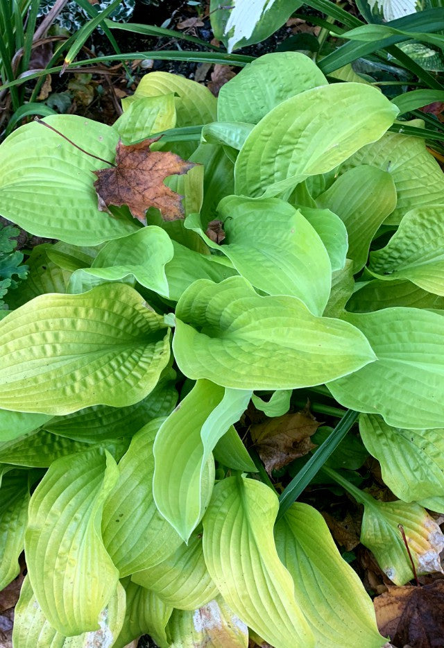 'Honey Pie' Hosta From NH Hostas