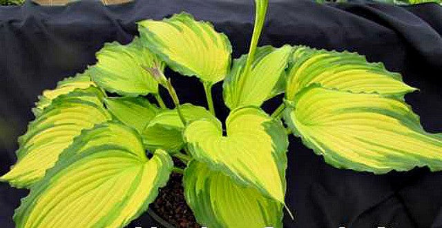 Hosta 'Amalia' Courtesy of Naylor Creek