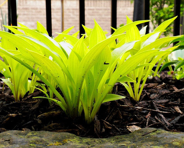 'Munchkin Fire' Hosta Courtesy of Randy Goodwin