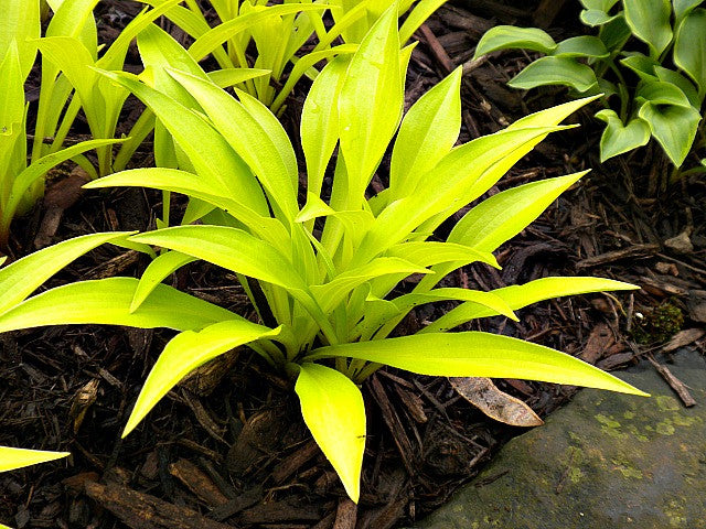 'Munchkin Fire' Hosta Courtesy of Randy Goodwin