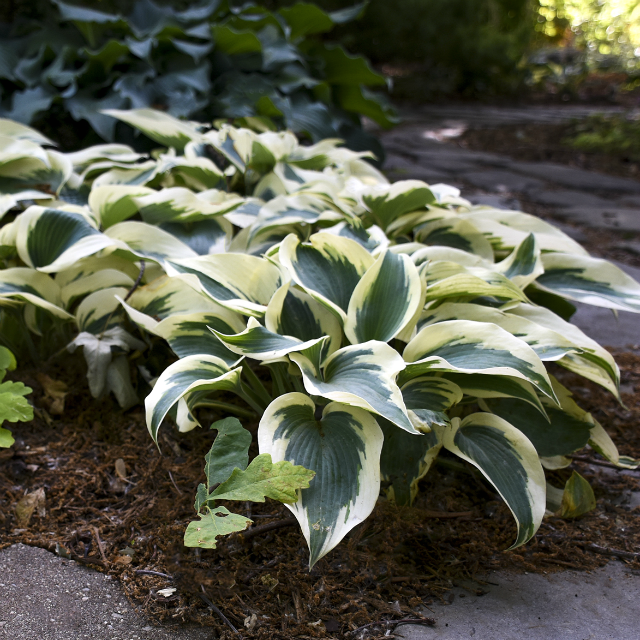 'Blue Ivory' Hosta Courtesy of Walters Gardens