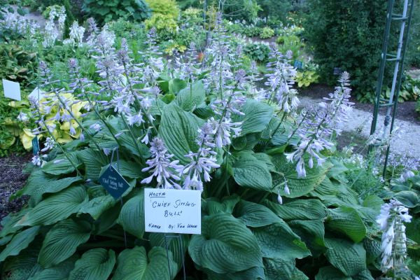 'Chief Sitting Bull' Hosta Courtesy of Van Wade