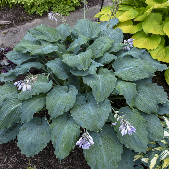 'Diamond Lake' Hosta Courtesy of Walters Gardens