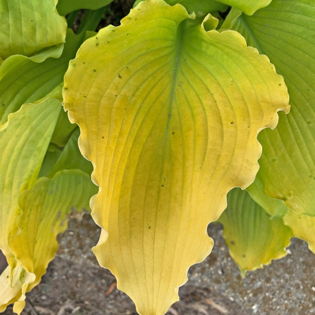 Hosta 'Echo the Sun' Courtesy of Walters Gardens