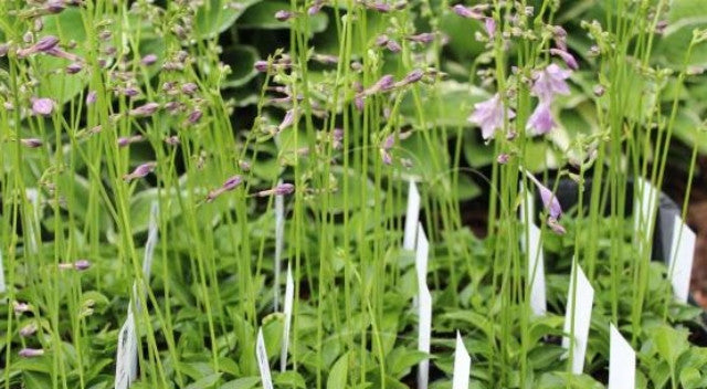 Courtesy of Fransen Hostas