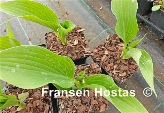Hosta 'Green Authority' Courtesy of Fransen Hostas