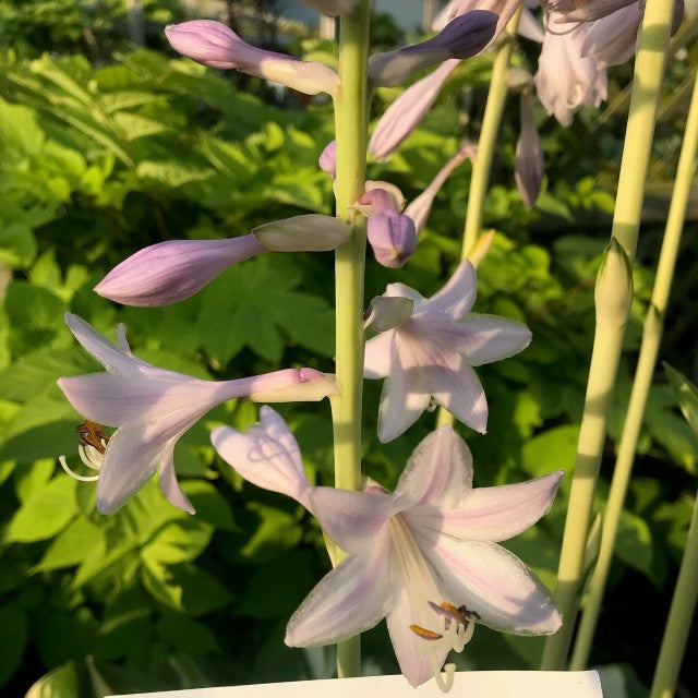 Hosta 'Miss America' Courtesy of Walters Gardens