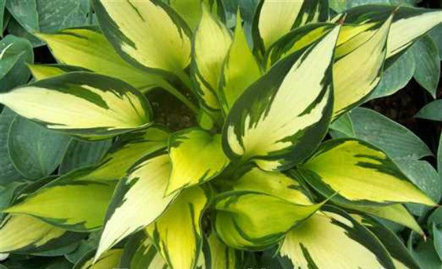 Hosta 'Orange Star' Courtesy of Naylor Creek and Fransen Hostas
