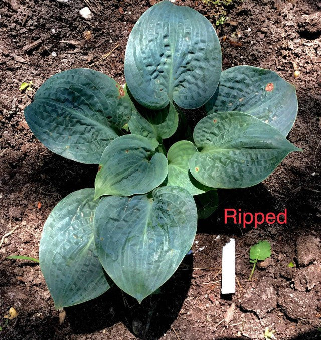 Hosta 'Ripped', Spring color, Courtesy of Dave and Gail Russo