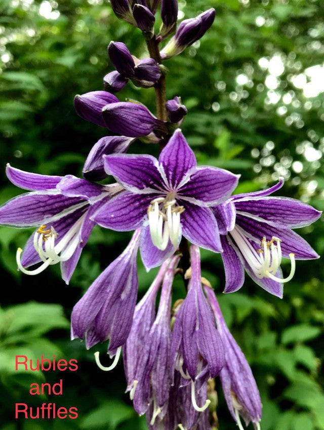'Rubies and Ruffles' Hosta Courtesy of Dave and Gail Russo
