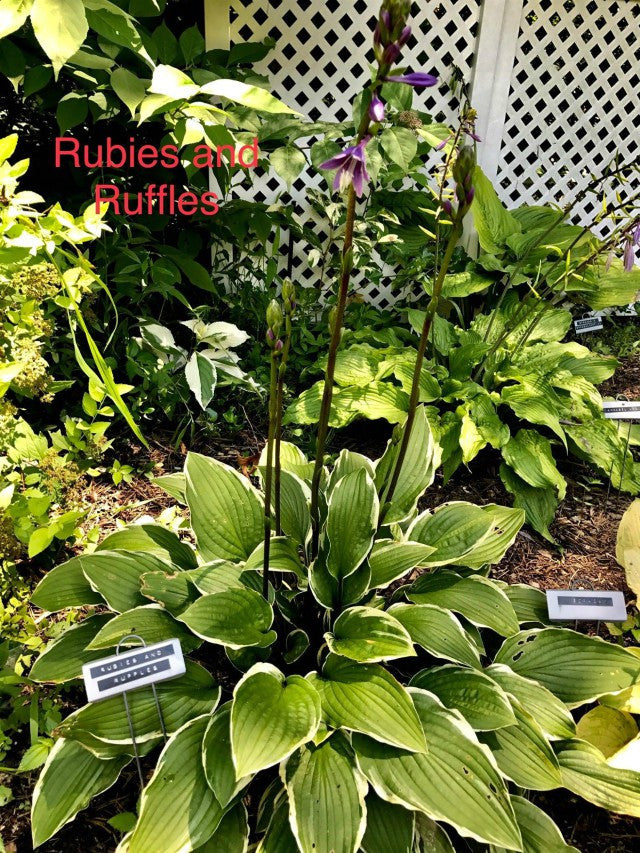 'Rubies and Ruffles' Hosta Courtesy of Dave and Gail Russo