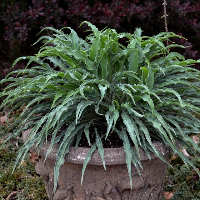 Hosta 'Silly String' Courtesy of Walters Gardens