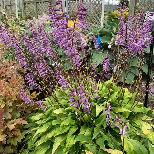 Hosta 'Time in a Bottle' Courtesy of Walters Gardens