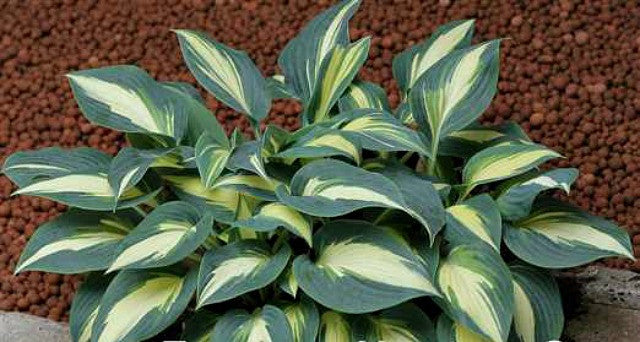 'Timeless Beauty' Hosta Courtesy of Naylor Creek