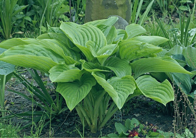 Hosta 'Hot Air Balloon' Courtesy of Gerrie Veenstra and the Hosta Library
