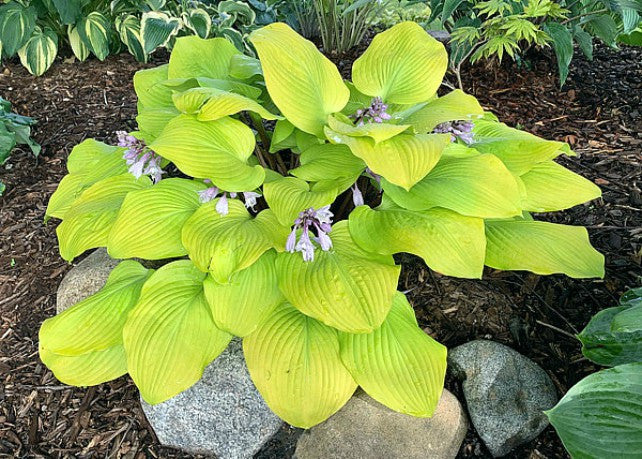 'Hotshot' Hosta Courtesy of Dan Wols