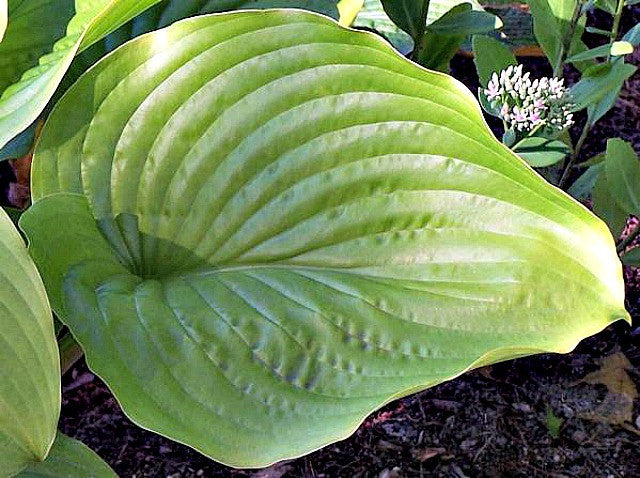 Hosta 'Hot Air Balloon' Courtesy of Rick Goodenough