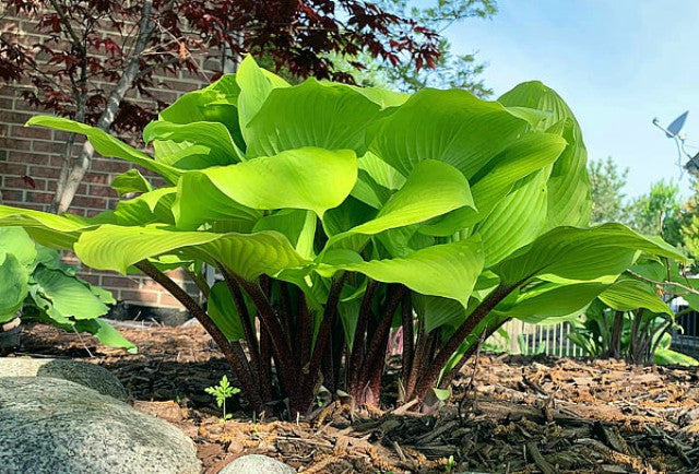 'Hotshot' Hosta Courtesy of Dan Wols