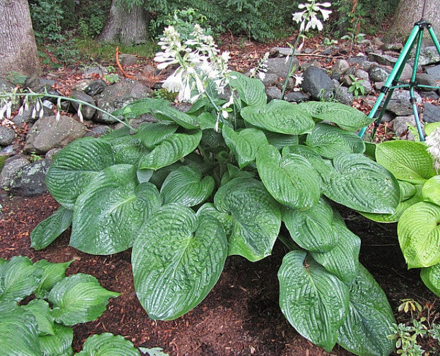 'Humpback Whale' Hosta Courtesy of the Hosta Library