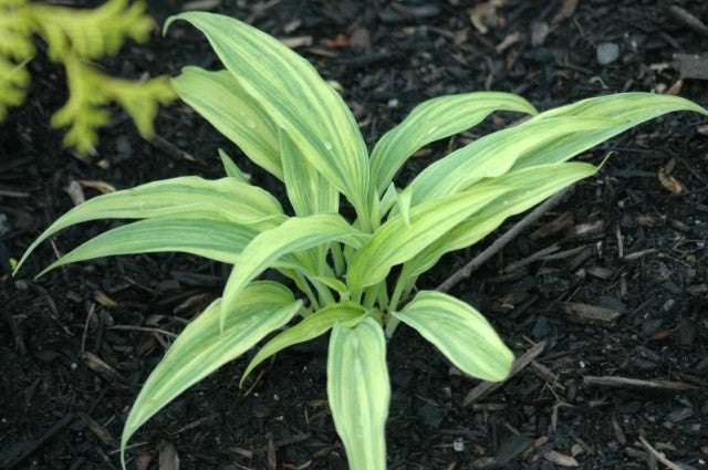 'Hyuga Urajiro' Hosta From NH Hostas