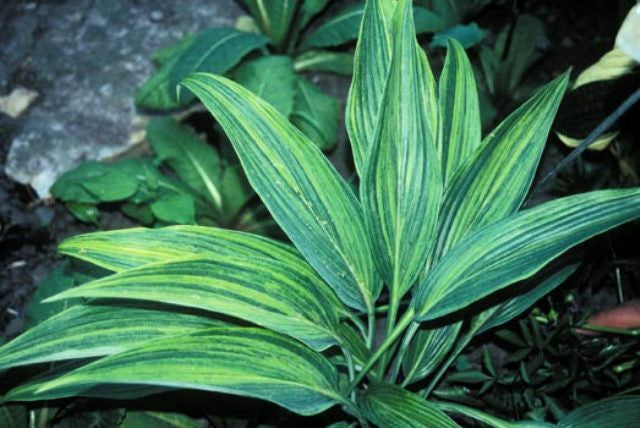 'Hyuga Urajiro' Hosta