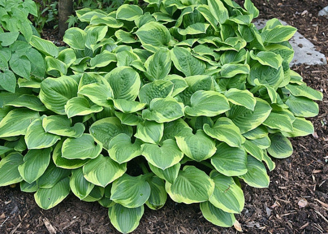 Hosta 'Ice Cream' Courtesy of Bert Malkus and the Hosta Library