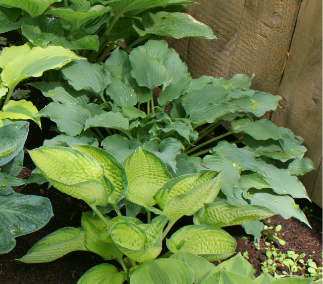 'Ice Prancer' Hosta From NH Hostas