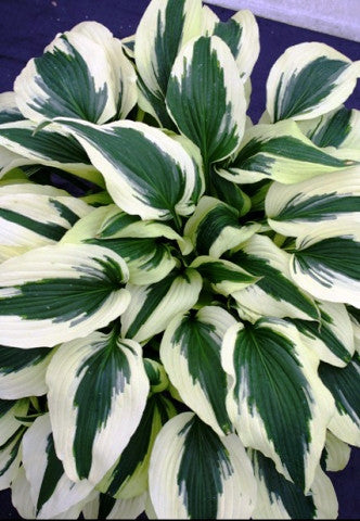 'Ice Follies' Hosta Courtesy of Walters Gardens