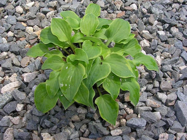 'Illicit Affair' Hosta From NH Hostas